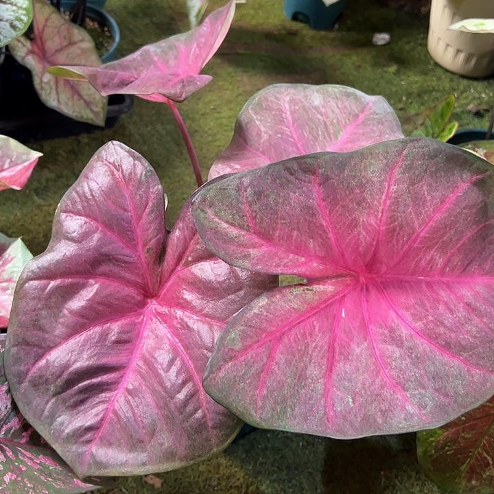 无花朵圆叶大水蜜桃10