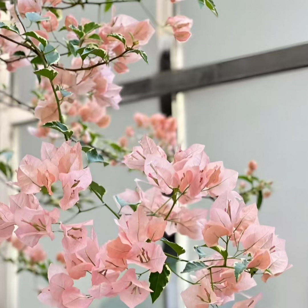 金边马斯(带花发货)三角梅布袋小苗 四季开花  爬藤 盆景 阳台