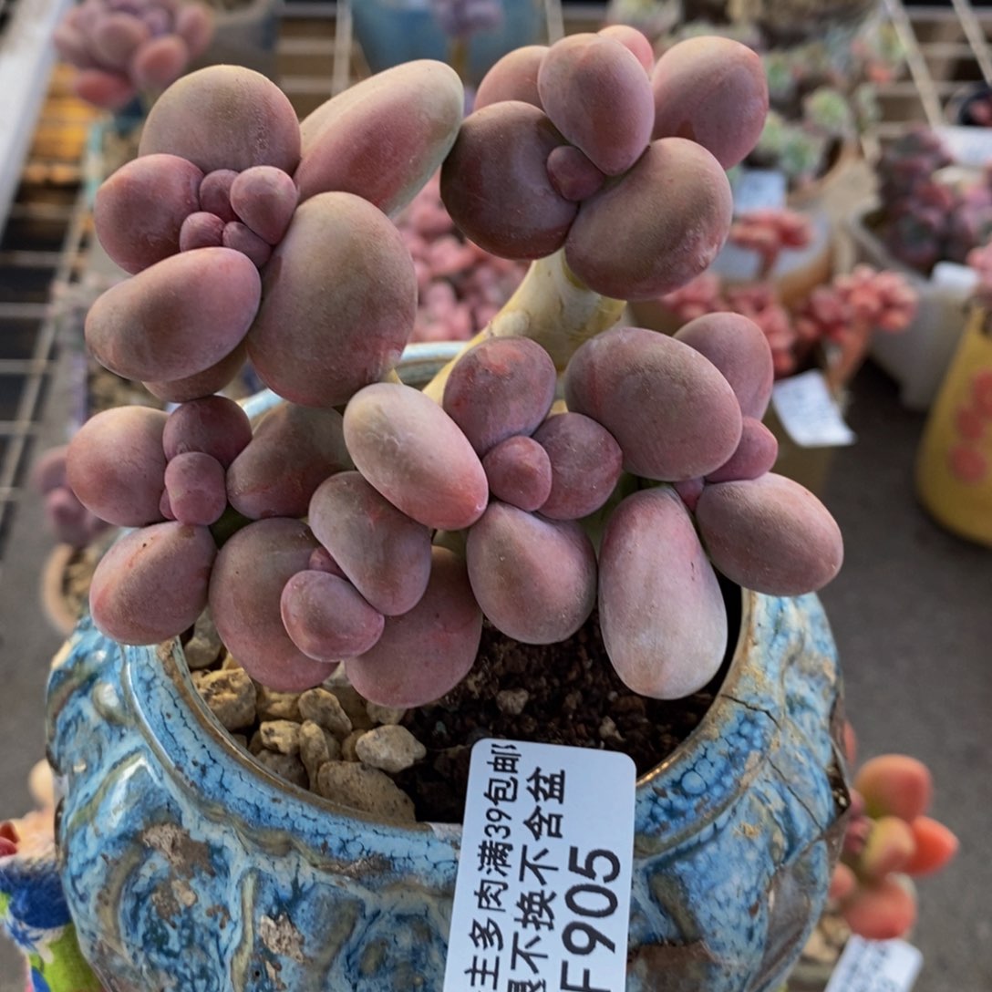 芒果奶酪金蟾Kk奶905/9c m