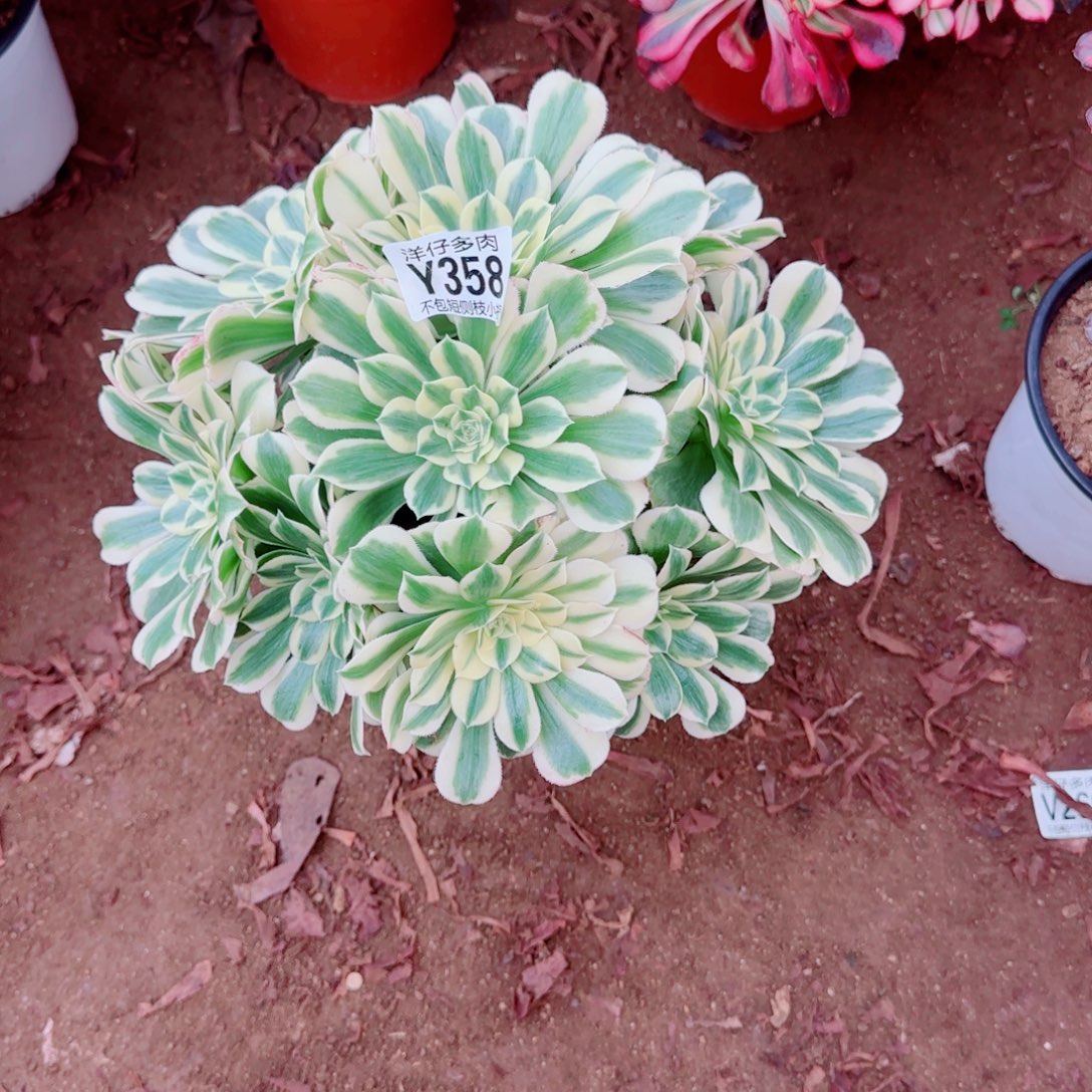 迈巴赫法师358冠幅25