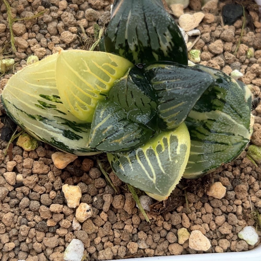 42大窗黑肌克锦十二卷多肉