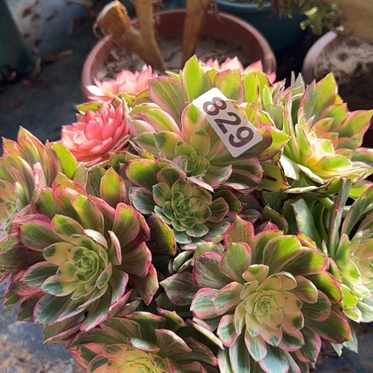 拾***°多肉植物一个万花同829
