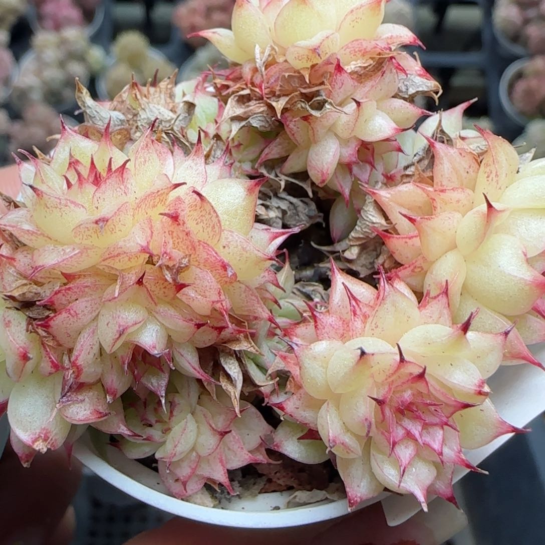 花语逸镜0225-491散