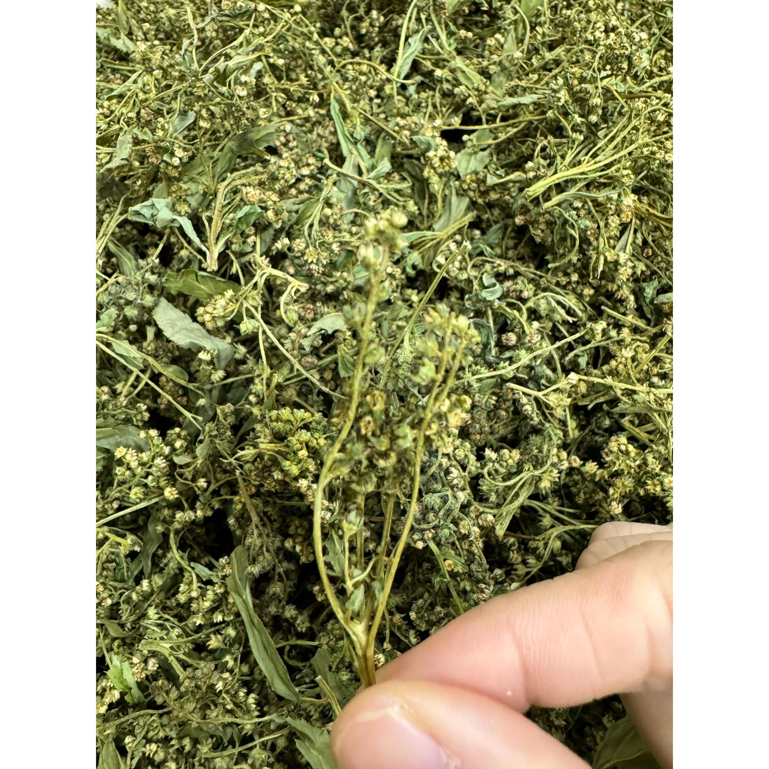  赶黄草  特优山货。 【八妹推荐】