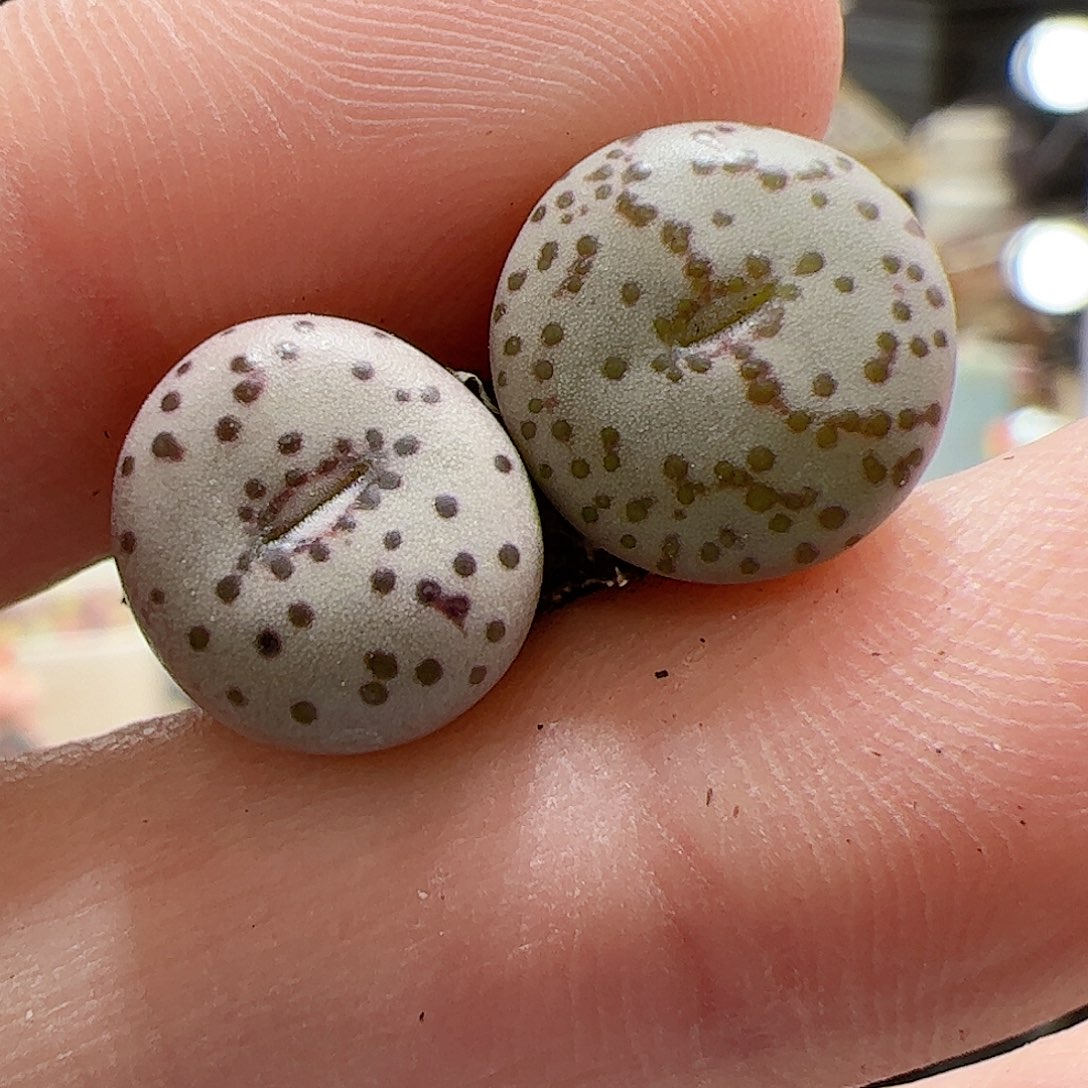 【闪购商品】318 火龙果