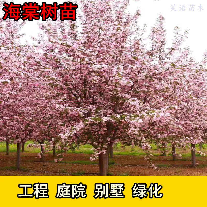 海棠树苗西府垂丝北美海棠花苗盆栽花卉阳台庭院种植物绿化苗木美