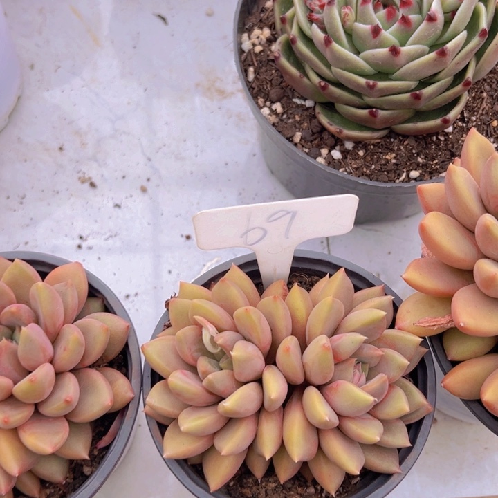 健健康康平平安安