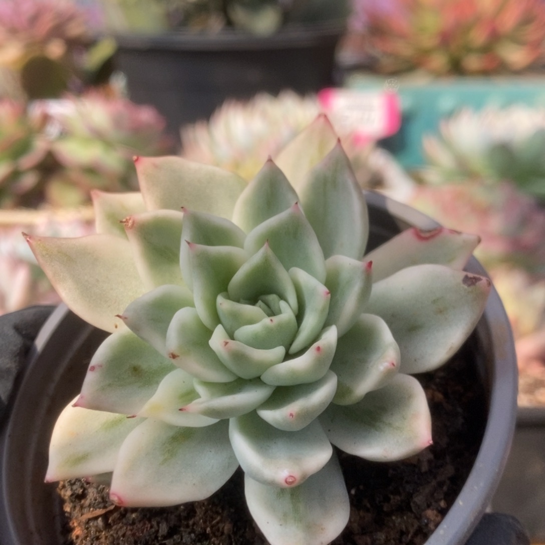 766东云杂锦锦锦锦锦