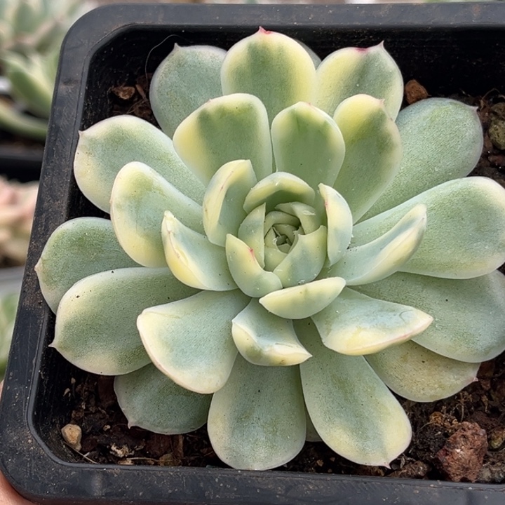 草莓冰 多肉植物