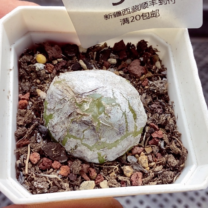 我的小姐姐们都是我531