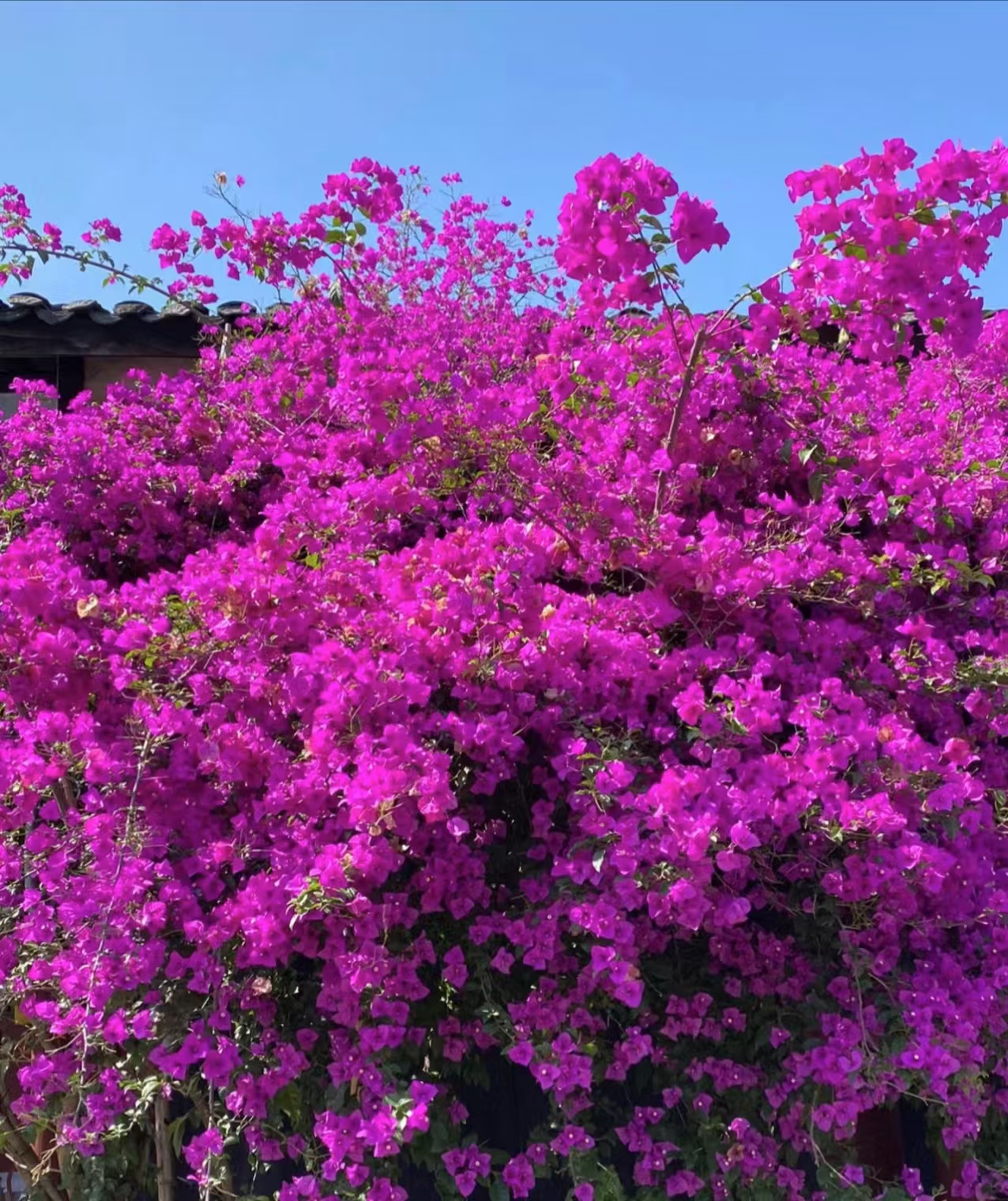 云南紫花土球发货 低于0度拍保温【掉花落叶缺水焉不售后介意慎拍】