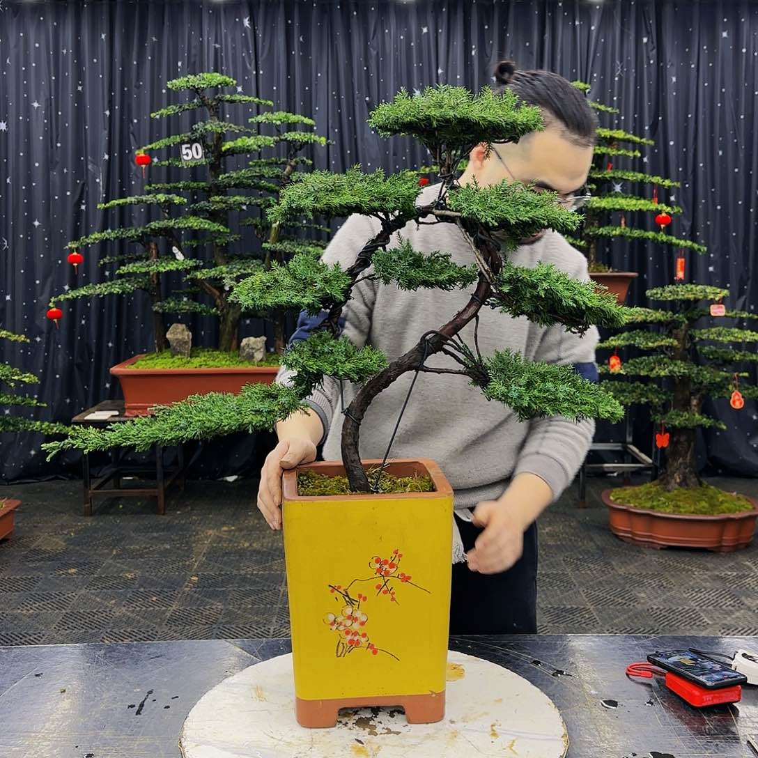 松树柏树造型盆景