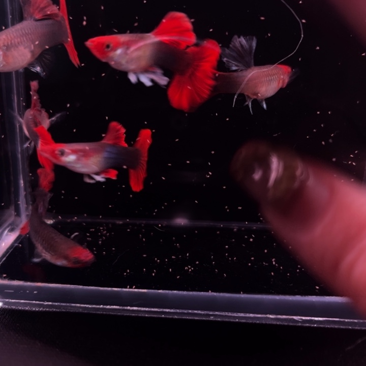 孔雀鱼红头爆绒折扇4母2公