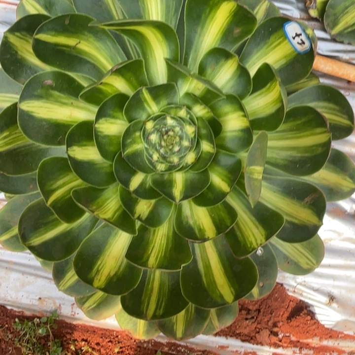 红陶52暴君法师锦锦锦