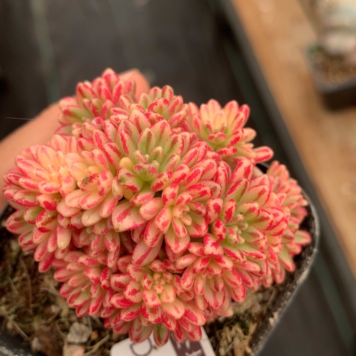 小人祭锦多肉植物