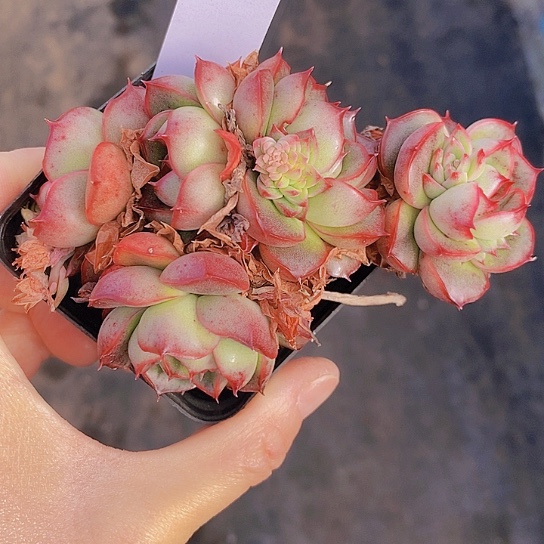 l**a111多肉植物老桩