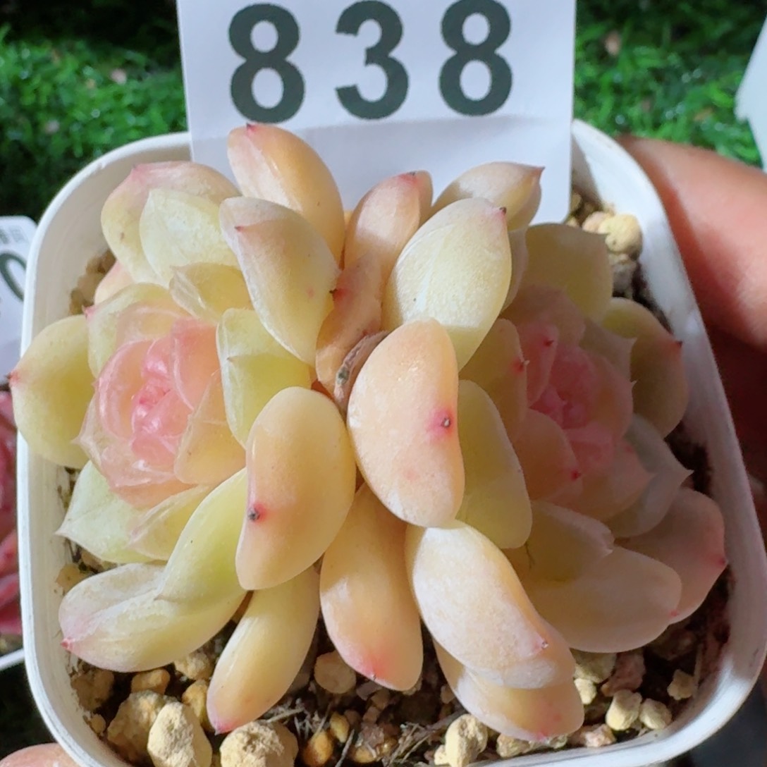 白色恋人         精品多肉