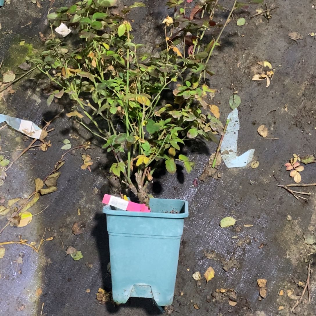 无花朵老款水蜜桃土球发货