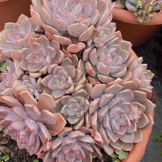 多肉植物。。。。。。。。。。。。。。。