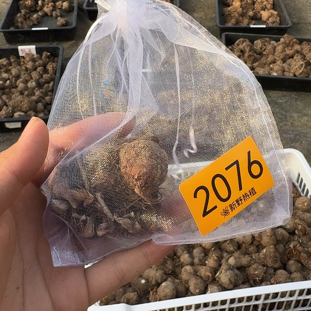 完全开放2076草莓之心裸球不售后