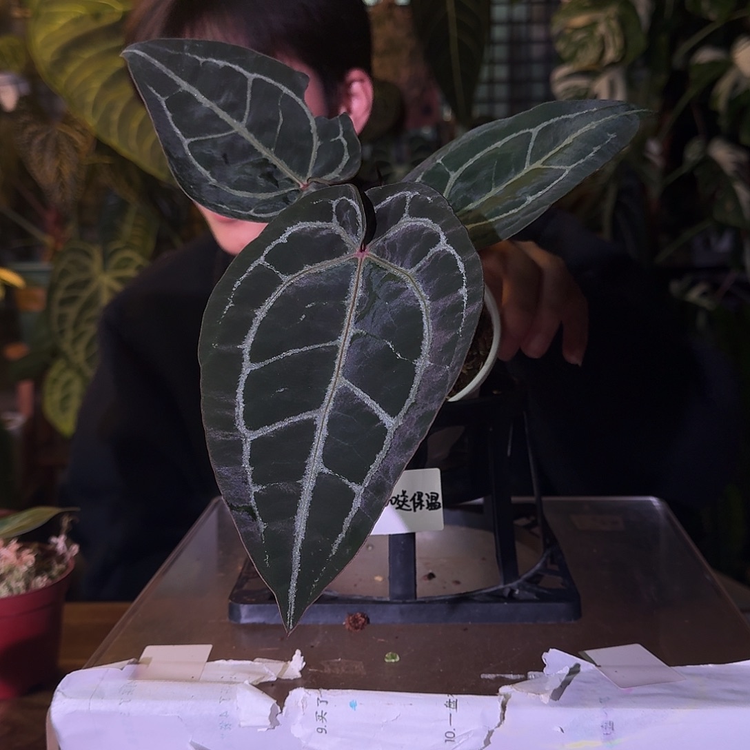 不开花植物C125米歇尔杂撕裂纹