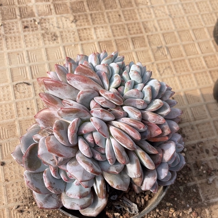 鹿***子935 满20包邮脱土发货