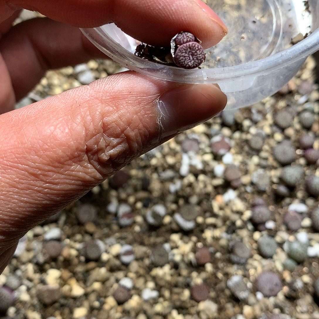 七*A03多肉植物保护研究所