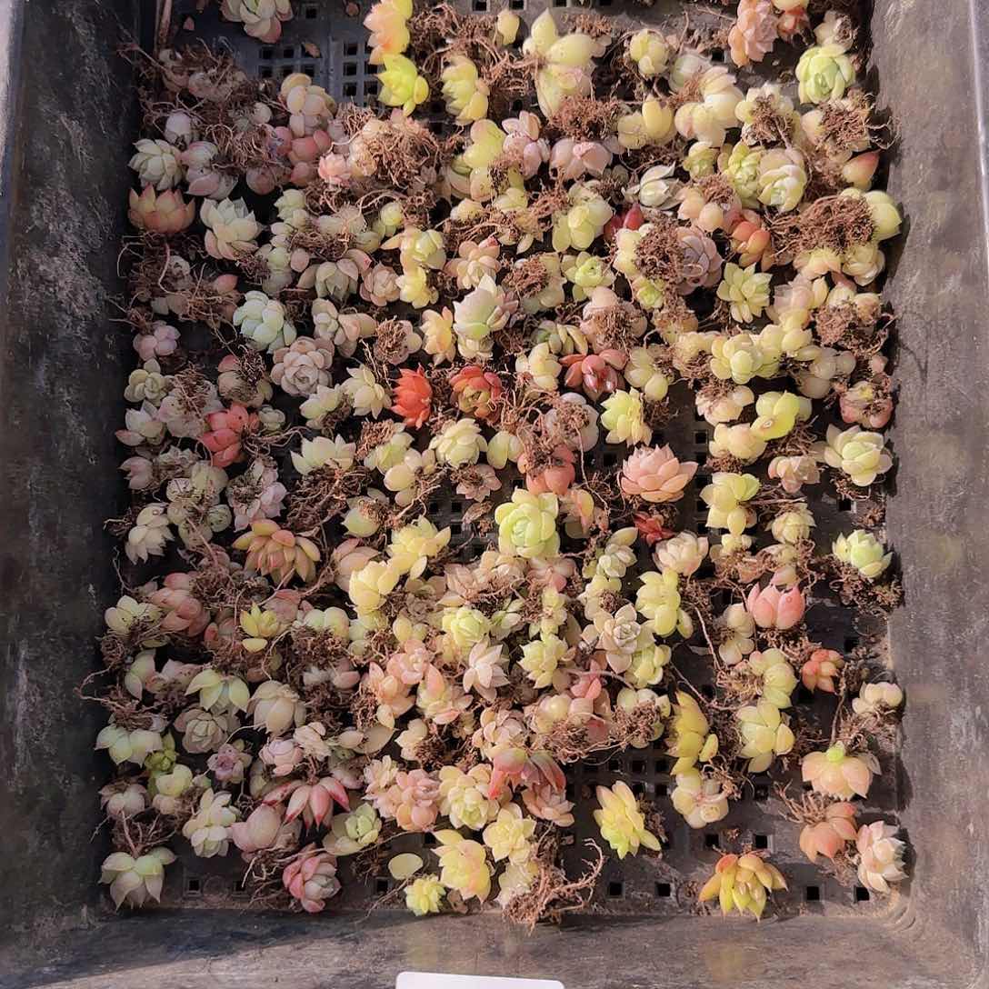 直播一物一拍多肉41