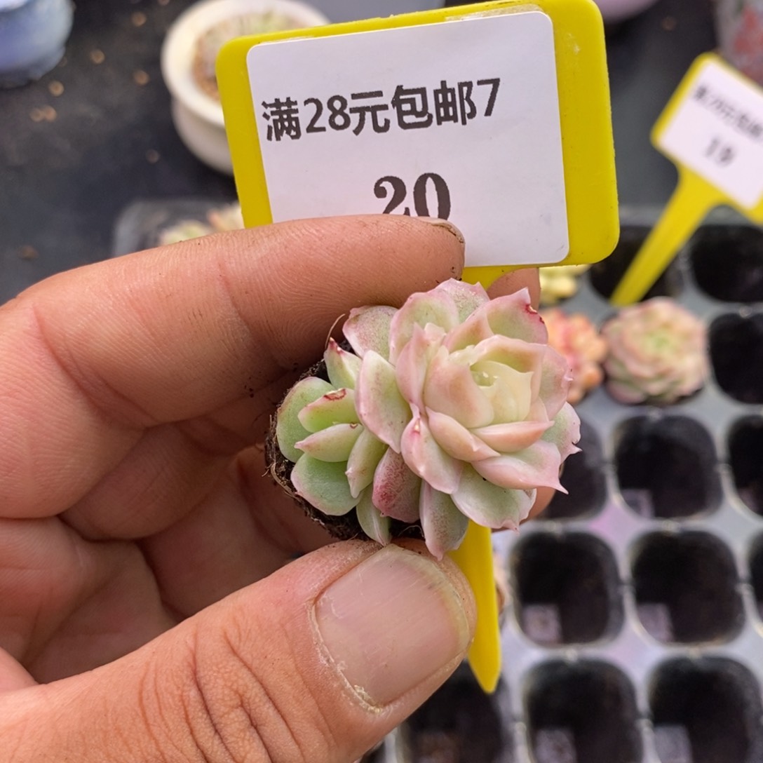 720水晶虾饺单头福利多肉