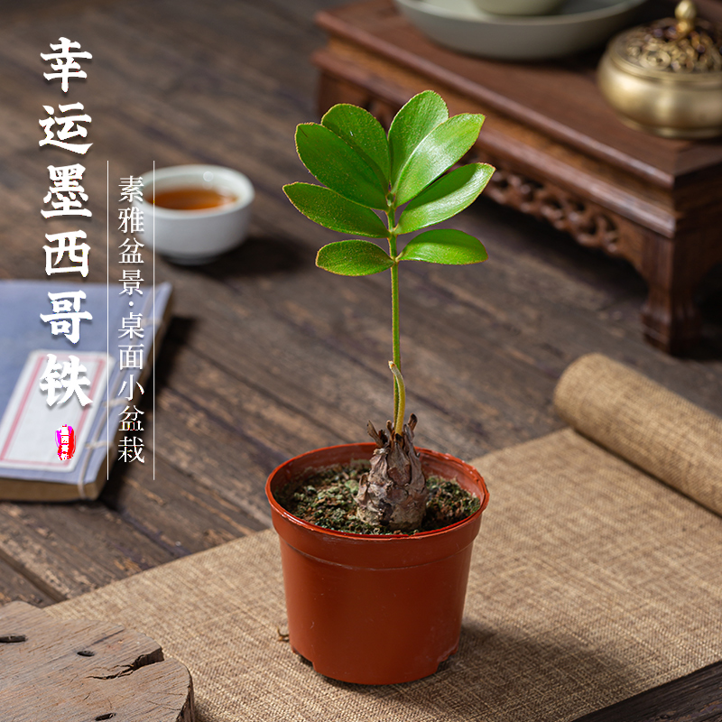 墨西哥铁树四叶草幸运铁老桩盆栽