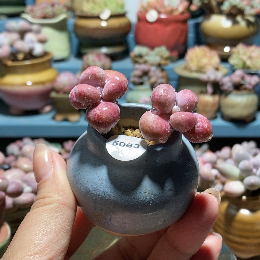 5063糖果腰子蛋带盆土