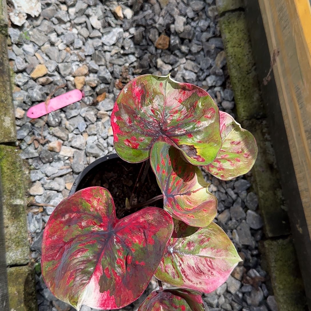完全开放一物一拍变异花魔