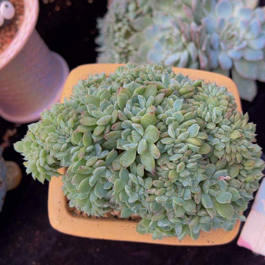 紫心山茶花冰魄缀微瑕