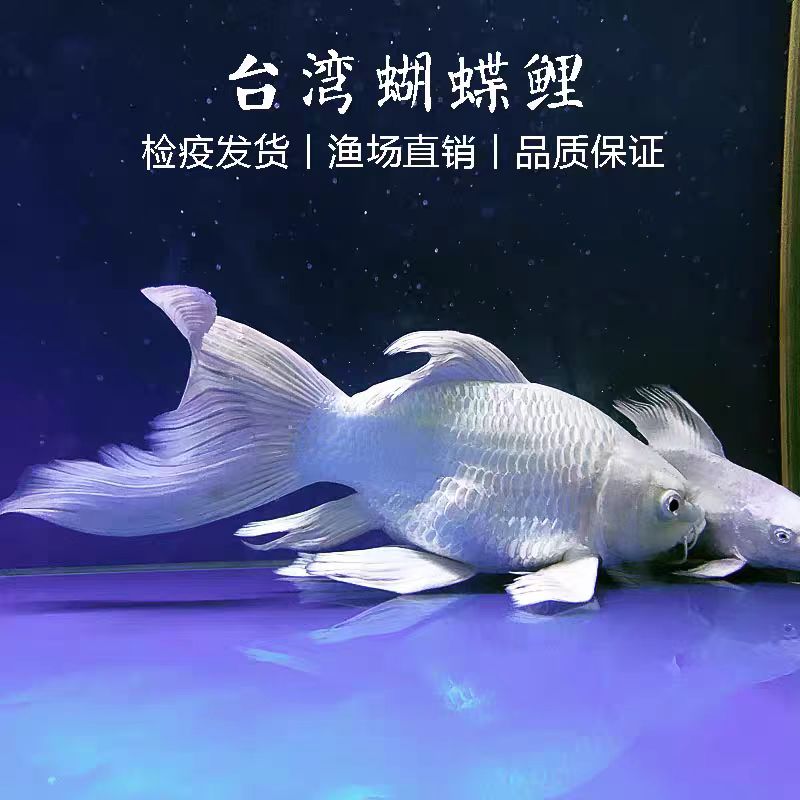 台湾蝴蝶鲤观赏鱼