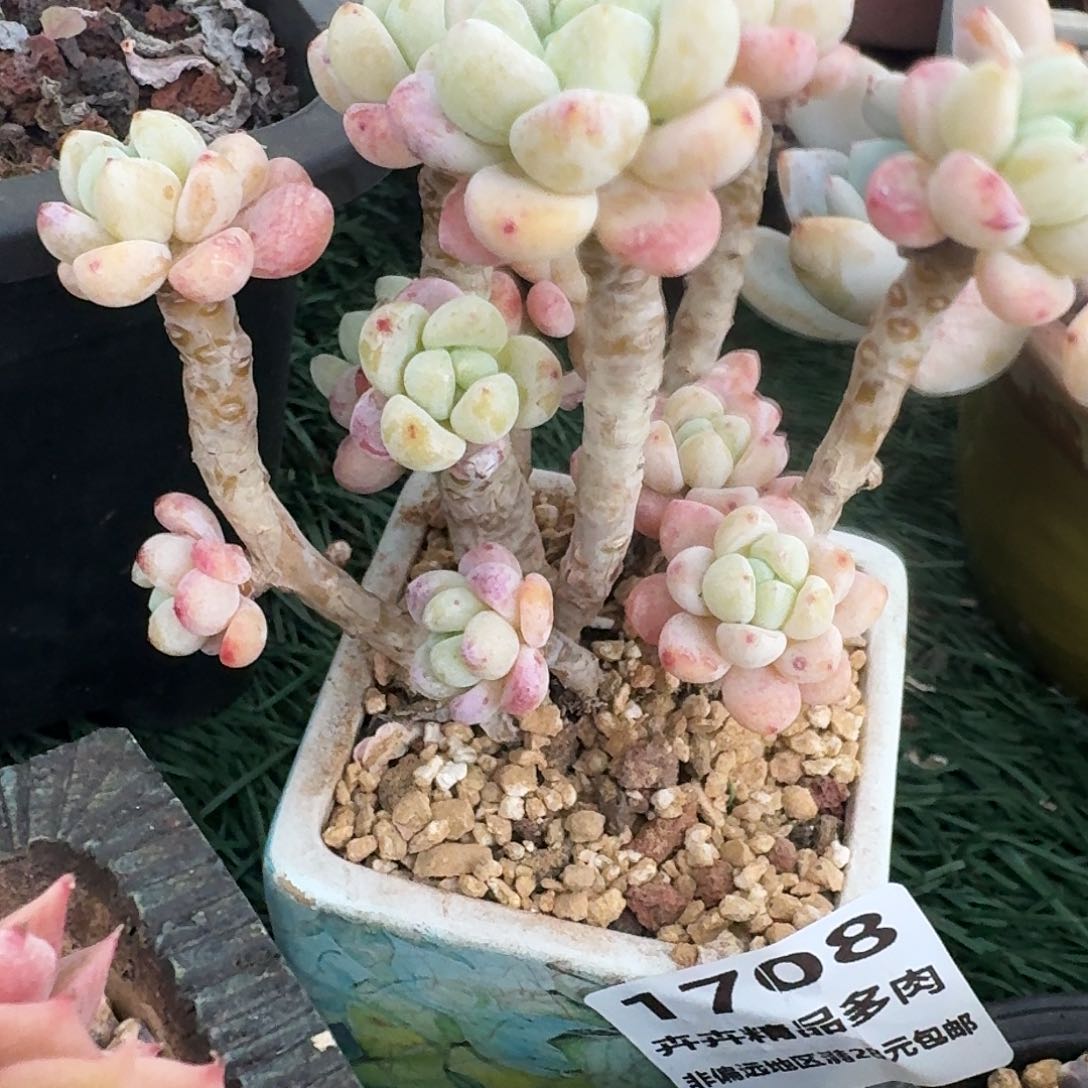 1708 新开精品多肉