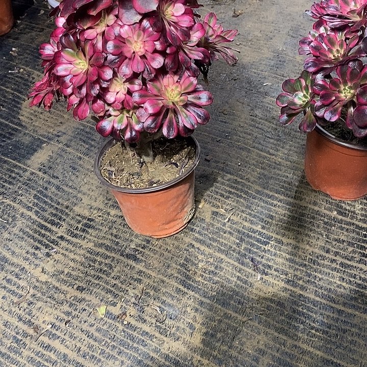 5，香奈儿有修枝多肉法师