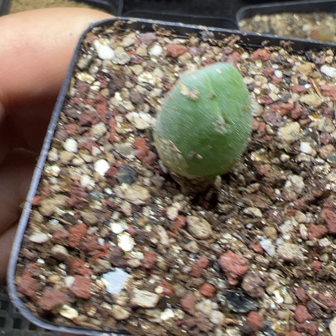 6-49肉锥多肉植物