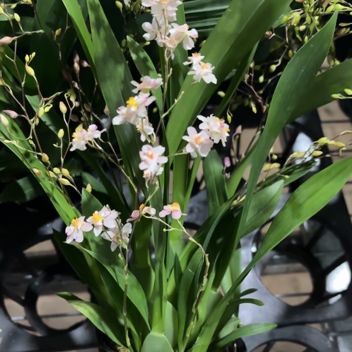 全部花苞粉色梦乡兰