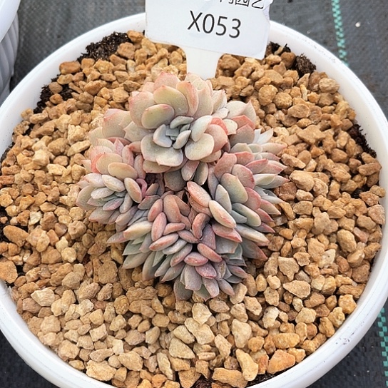 落***～我是第一百个为妖刀应援的阴阳师呢嘻嘻