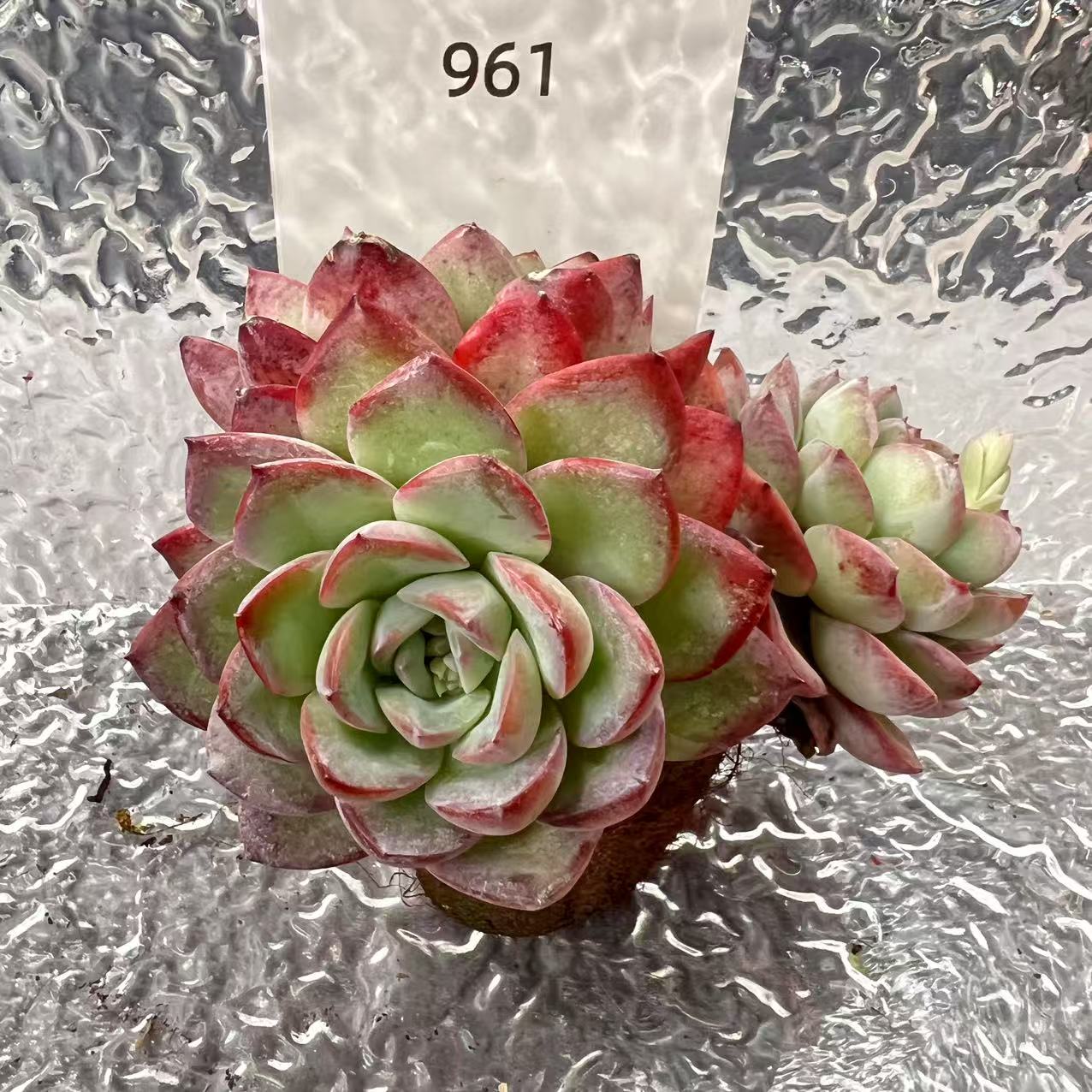 【直播专享】无土多肉--大桩39（1颗/不含盆）