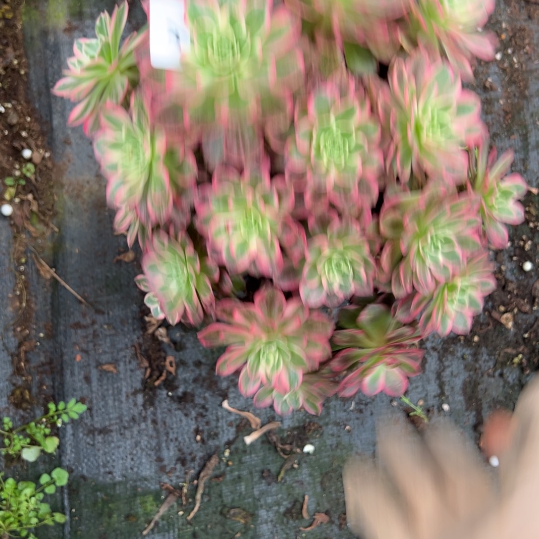 21万花筒多肉椅子