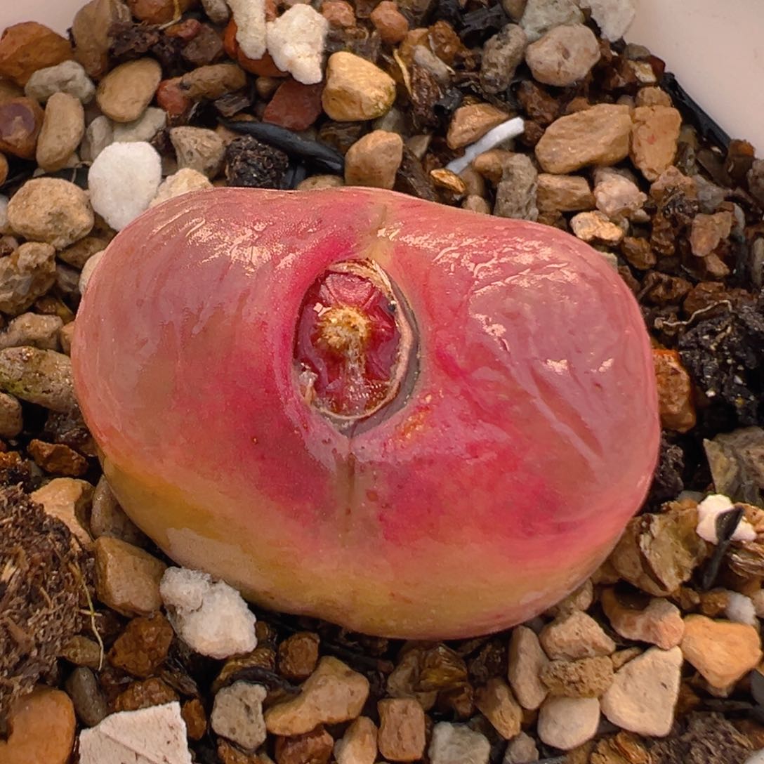 153多肉植物百科知识