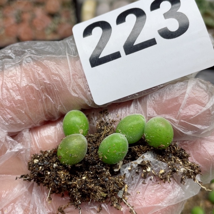 淡****季223宝辉玉5颗l l