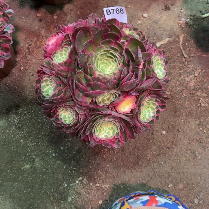 盛***～海仙766多肉植物