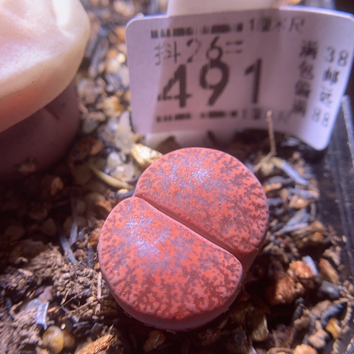 精品生石花26.491