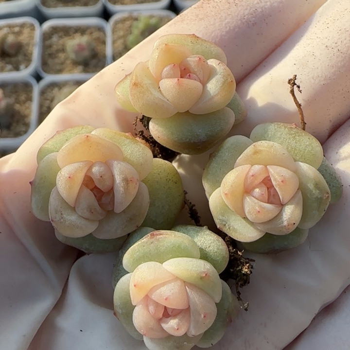 143 号王者系列多肉一盒