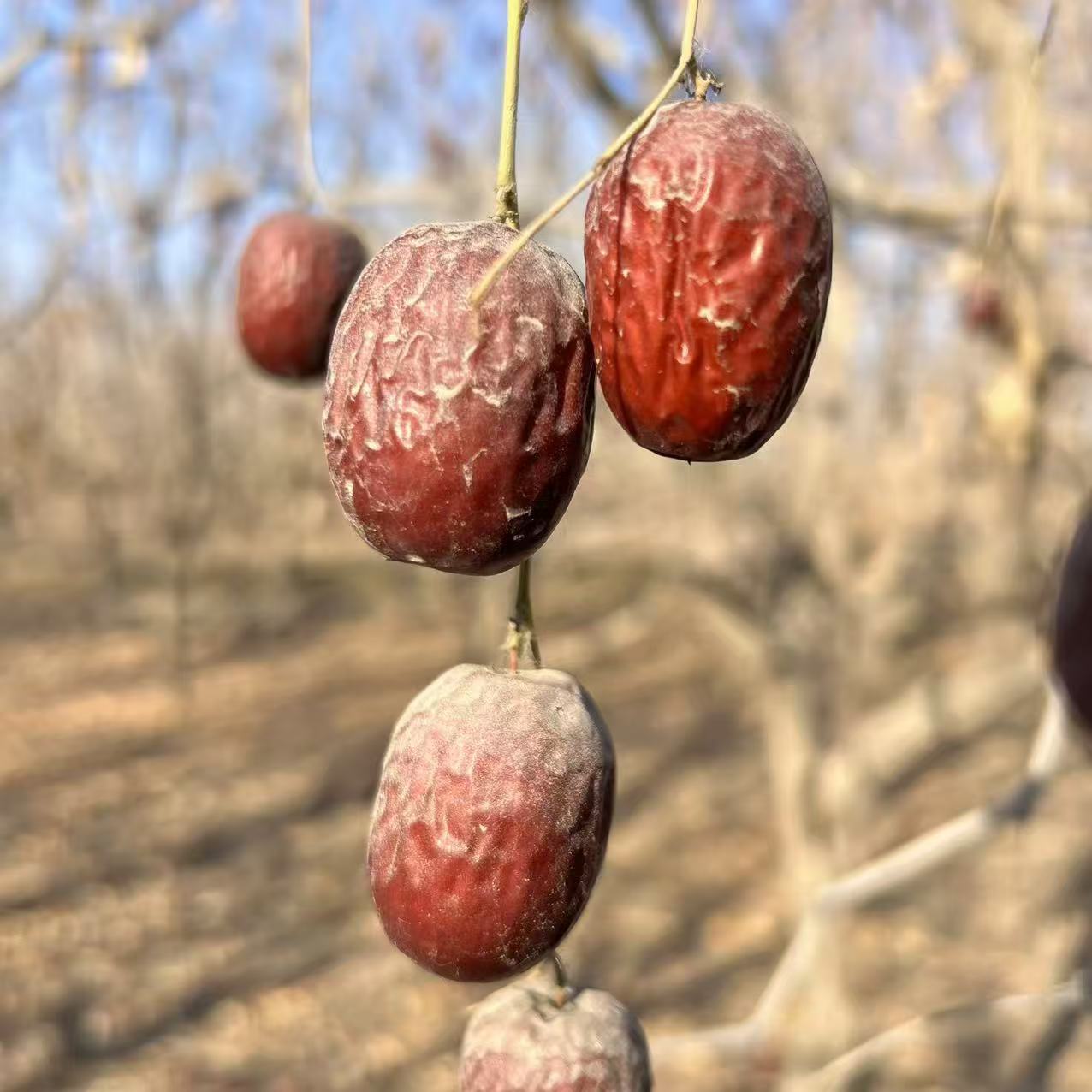 【新疆发货】未清洗带土小叶灰枣 新疆红枣原生态土枣新枣 