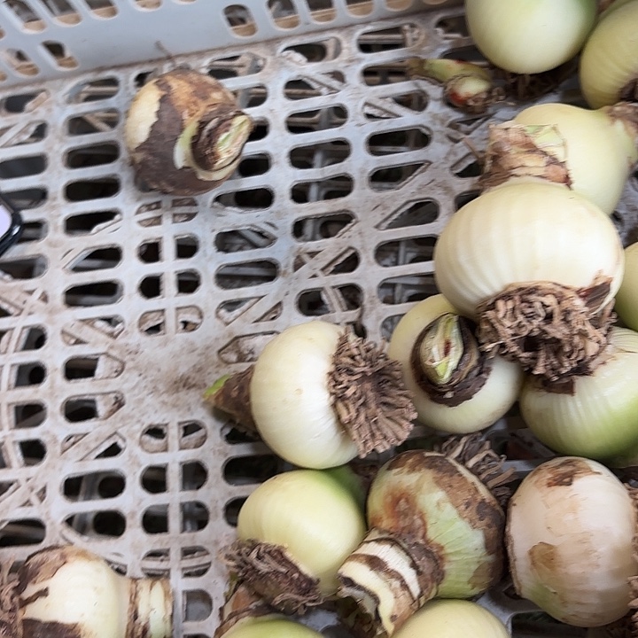 完全开放魔幻之旅5.5左右一颗