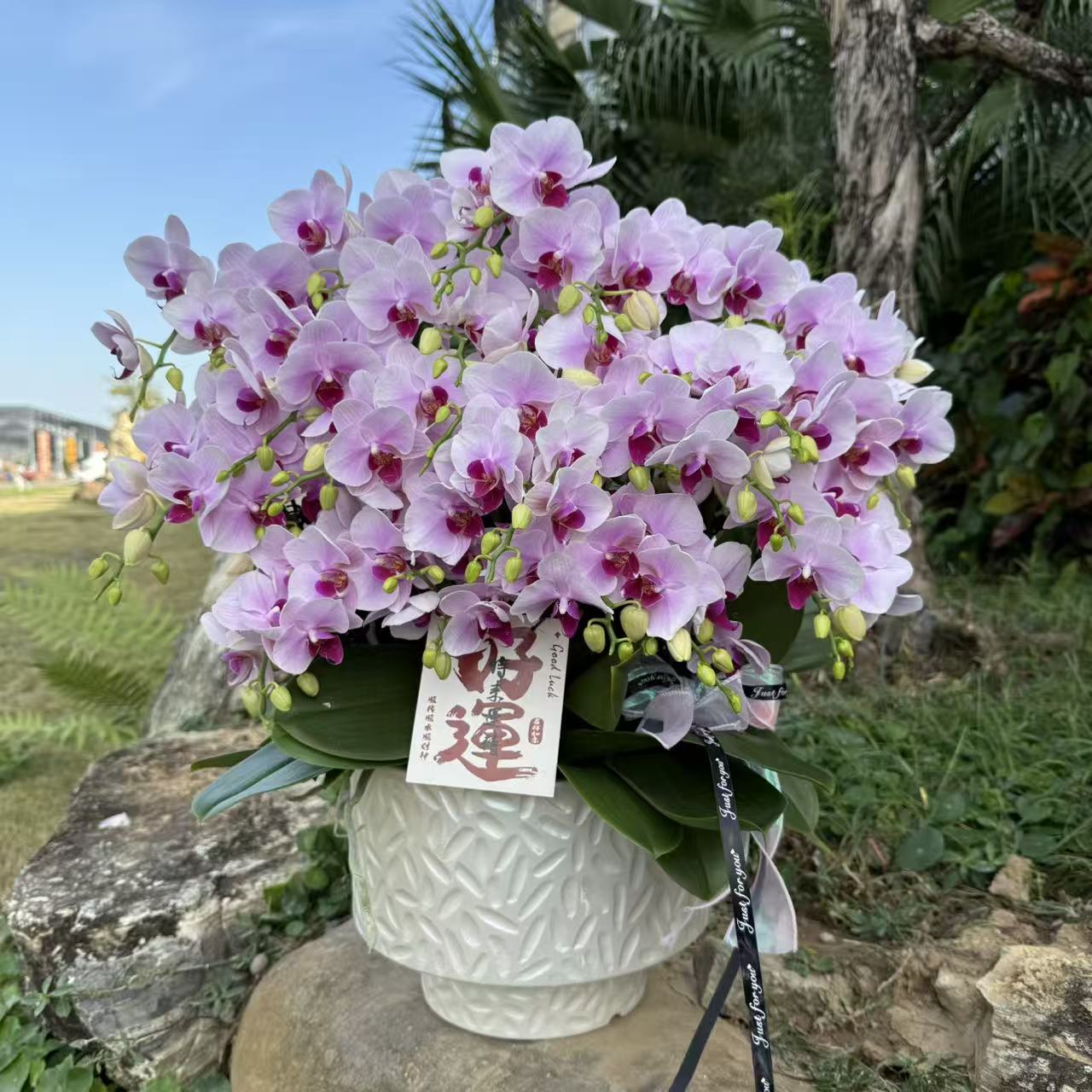 蝴蝶兰 《洛神》 纯天然粉色系 唯美浪漫中花型 真花 室内花 大组盆