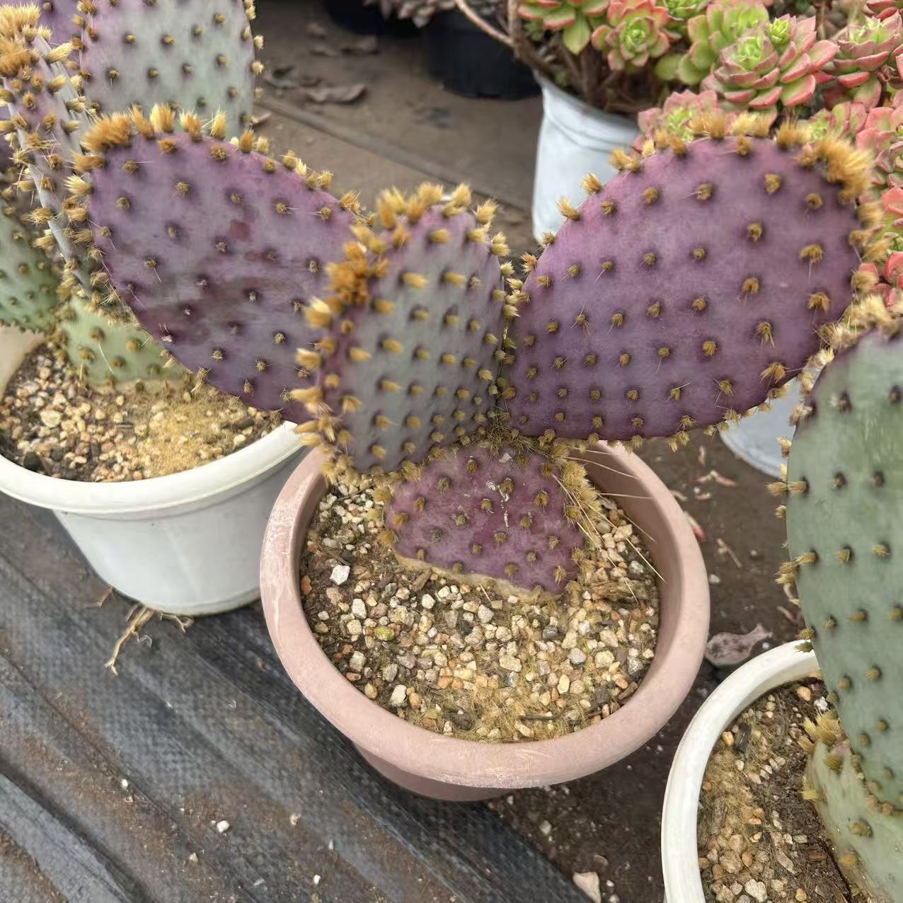 圣利塔  仙人掌植物